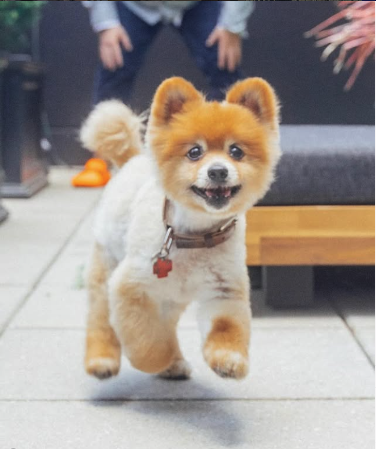 A pomeranian mid-run on a terrace