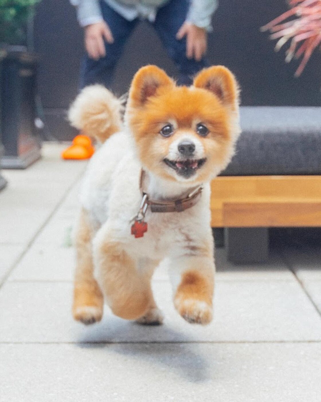The Pomeranian at full speed